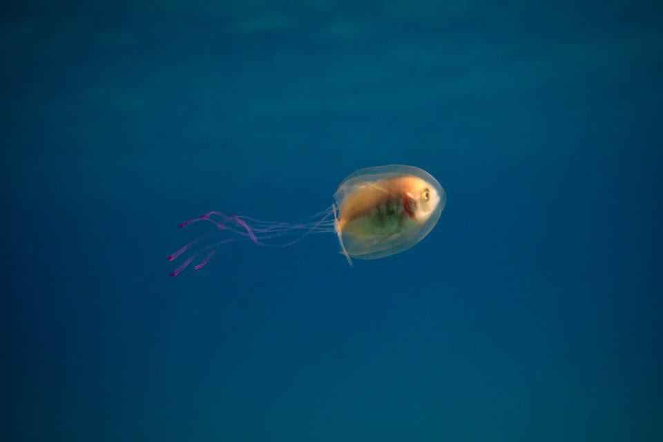 I found a fish trapped inside a jellyfish. It was stuck in there but controlled where the jellyfish was moving. Taken in Byron Bay Australia