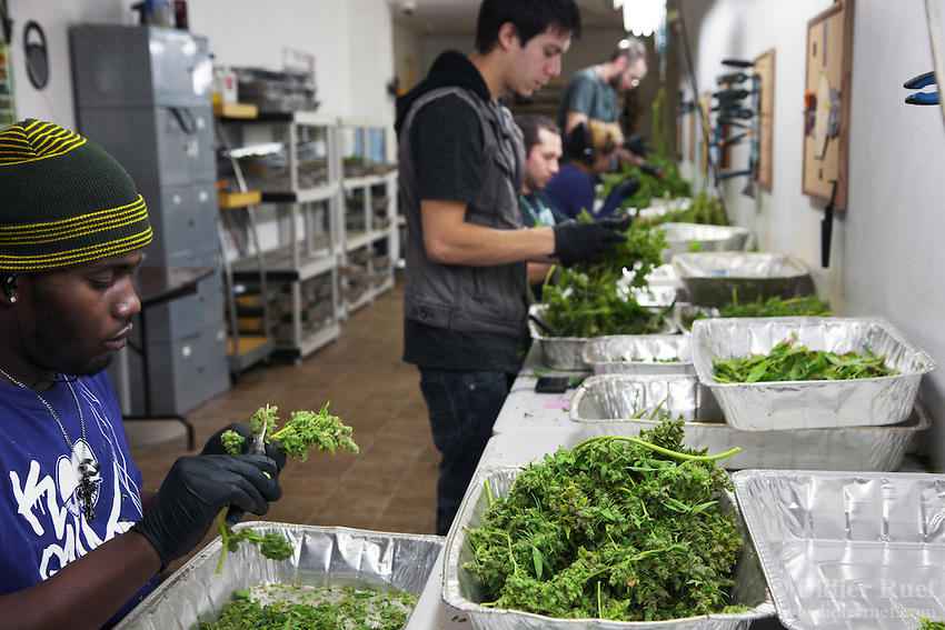 USA. Colorado state. Denver. After pot is harvested, workers cut marijuana leaves and flowers from the plants in the trim room at Medicine Man. Medicine Man began nearly six years ago as a small medical marijuana operation and has since grown to be the largest single marijuana dispensary, both recreational and medical, in the state of Colorado and has aspirations of becoming a national brand if pot legalization continues its march. Cannabis, commonly known as marijuana, is a preparation of the Cannabis plant intended for use as a psychoactive drug and as medicine. Pharmacologically, the principal psychoactive constituent of cannabis is tetrahydrocannabinol (THC); it is one of 483 known compounds in the plant, including at least 84 other cannabinoids, such as cannabidiol (CBD), cannabinol (CBN), tetrahydrocannabivarin (THCV), and cannabigerol (CBG). 18.12.2014 © 2014 Didier Ruef