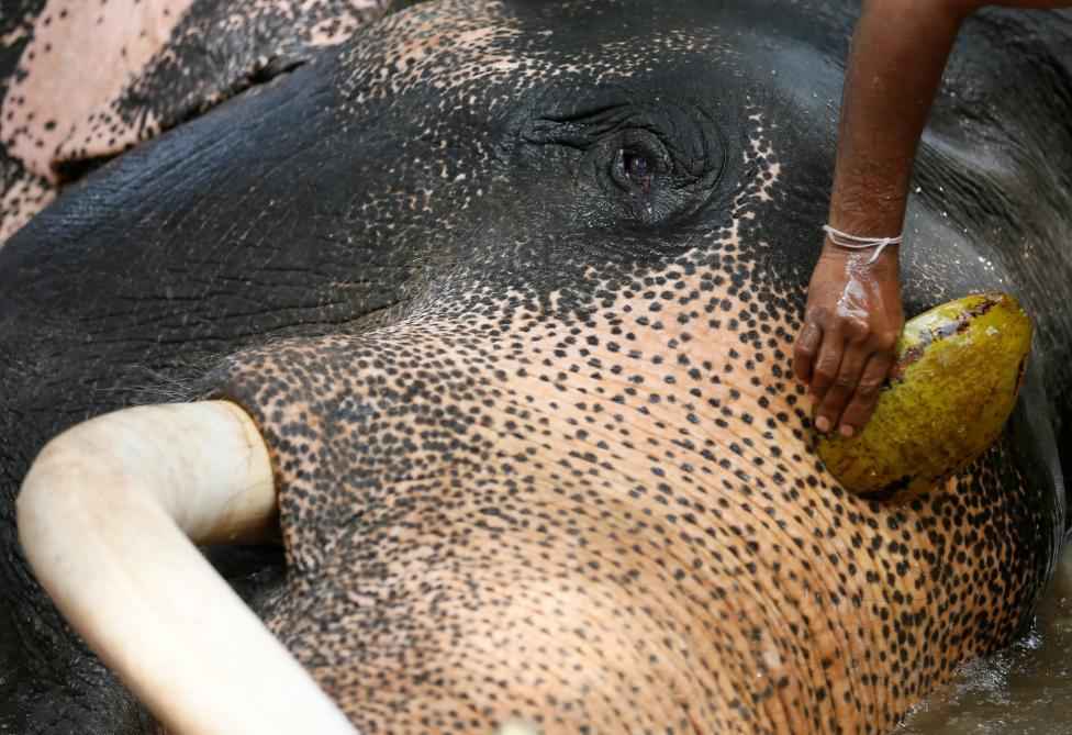 A mahout brushes his elephant as he washes it ahead of the annual Perahera (street parade) at Rajamha viharaya Buddhist temple in Colombo, Sri Lanka September 9, 2016. REUTERS/Dinuka Liyanawatte